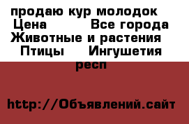 продаю кур молодок. › Цена ­ 320 - Все города Животные и растения » Птицы   . Ингушетия респ.
